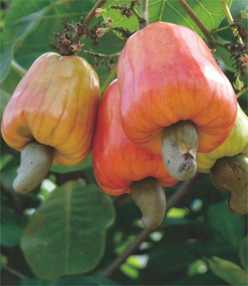 Jambu Mete