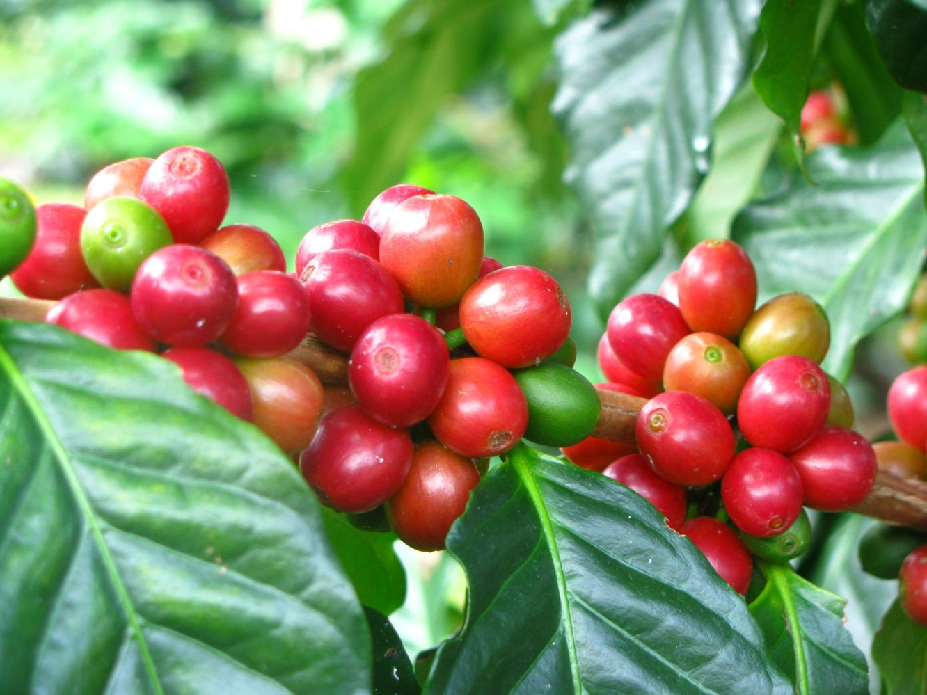 Kopi Indonesia yang semakin diminati Dunia