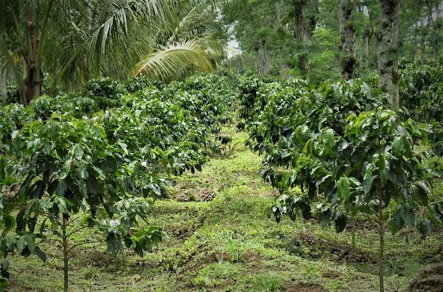 Kopi dan kelapa kooditas adalan indonesia